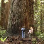 California's Redwood Forests