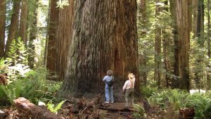 California's Redwood Forests