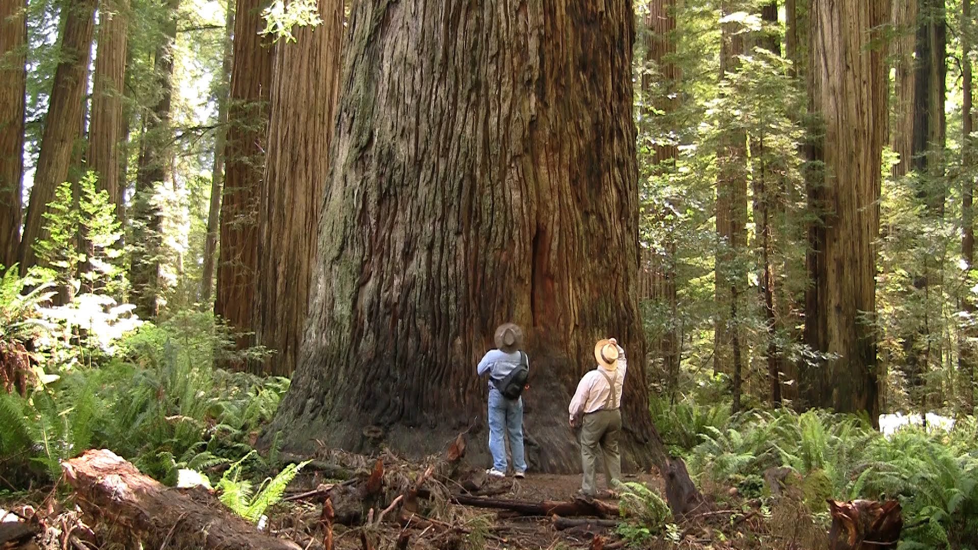 big tree california redwood