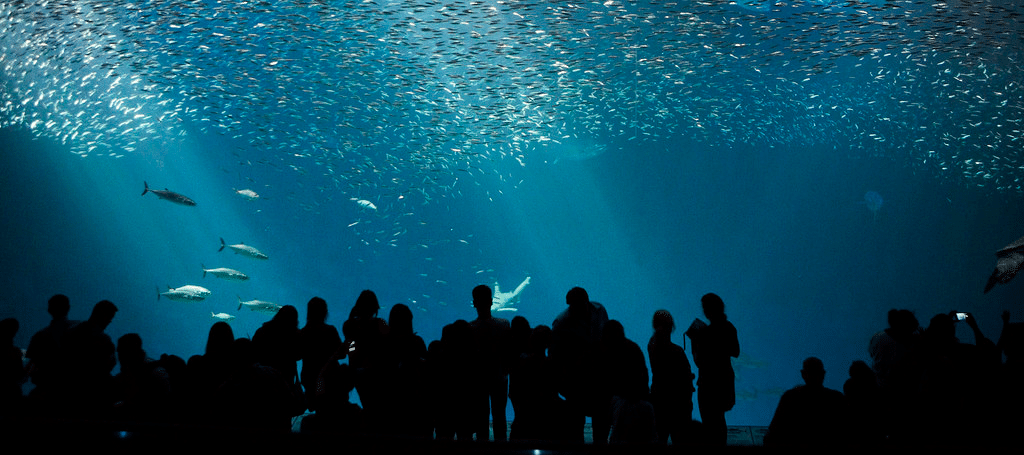 Monterey Bay Aquarium