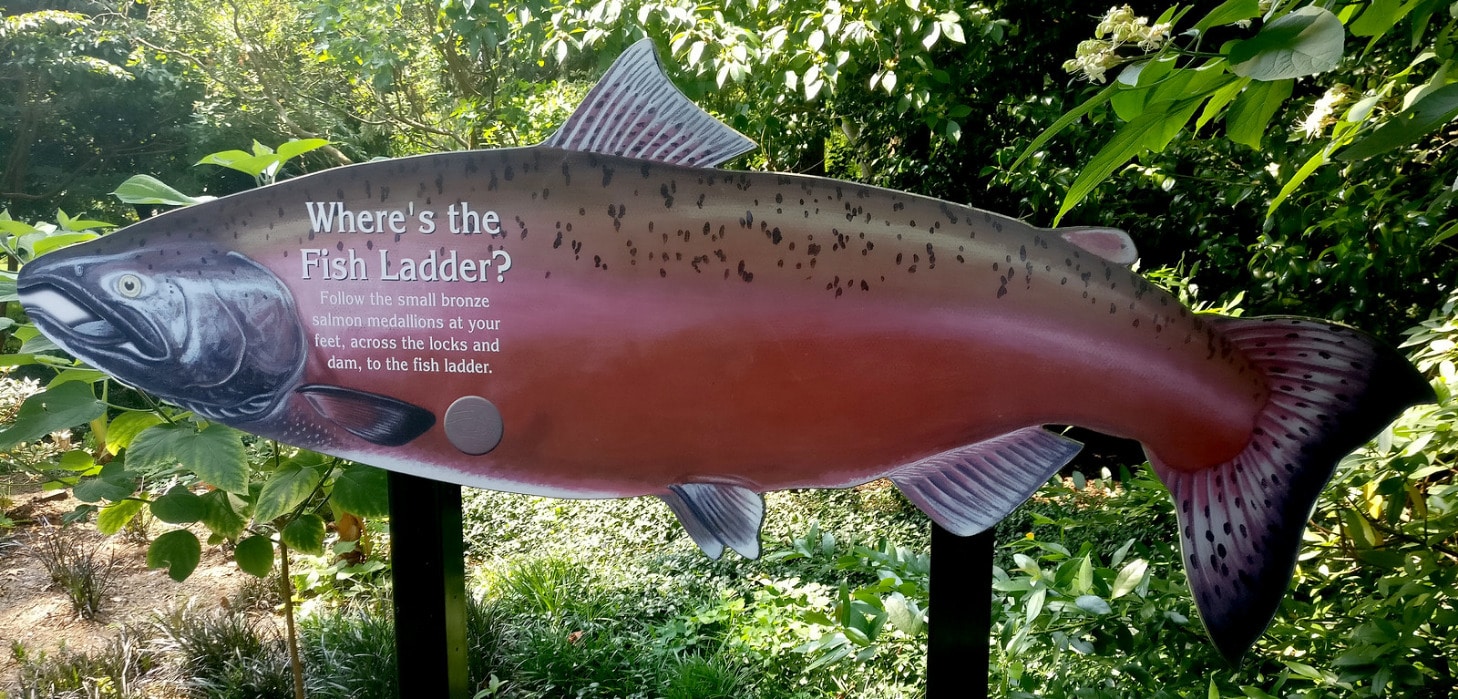 fish ladder