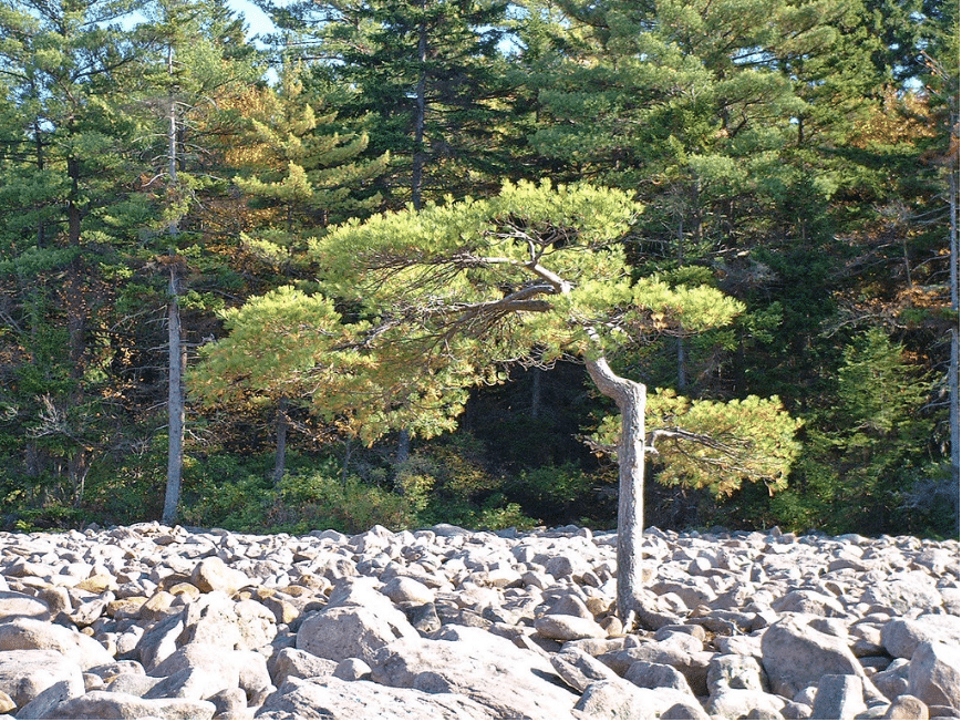 Lone pine tree near edge of field