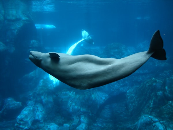 GaAqBeluga