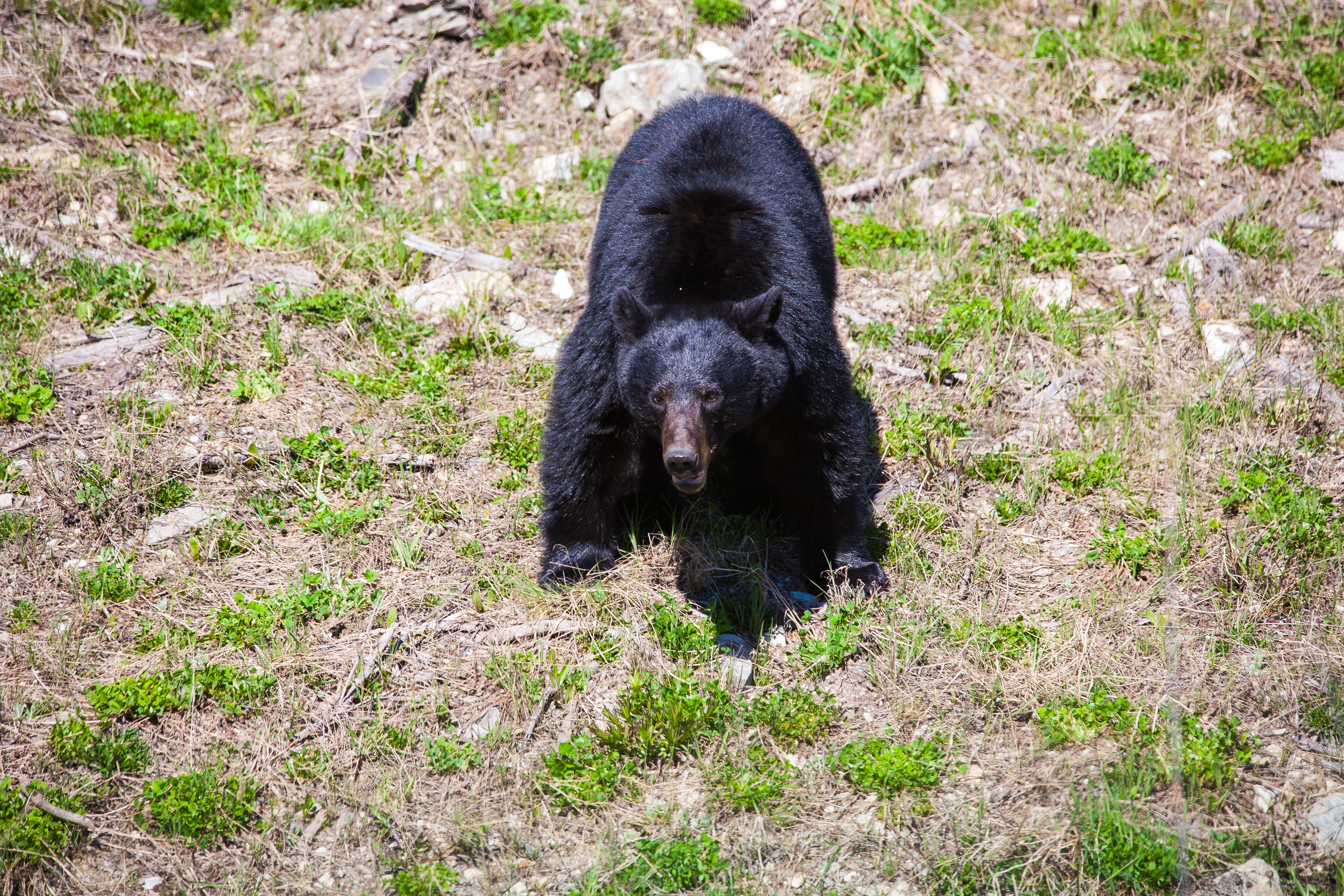  Jasper National Park Canada Black Bear