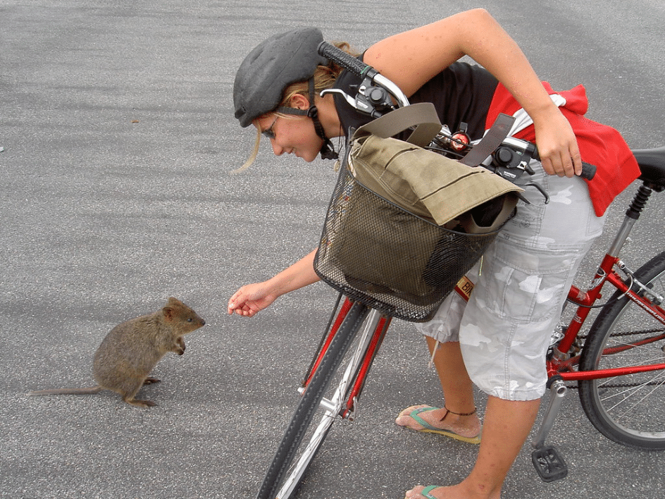 Quokkas love food