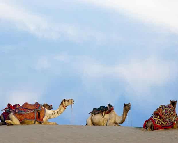 Bedecked camels at the desert festival