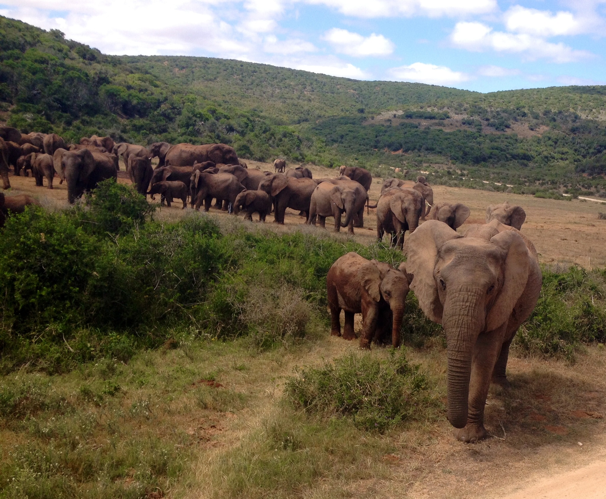 A friendly herd just stopping by to say hello!