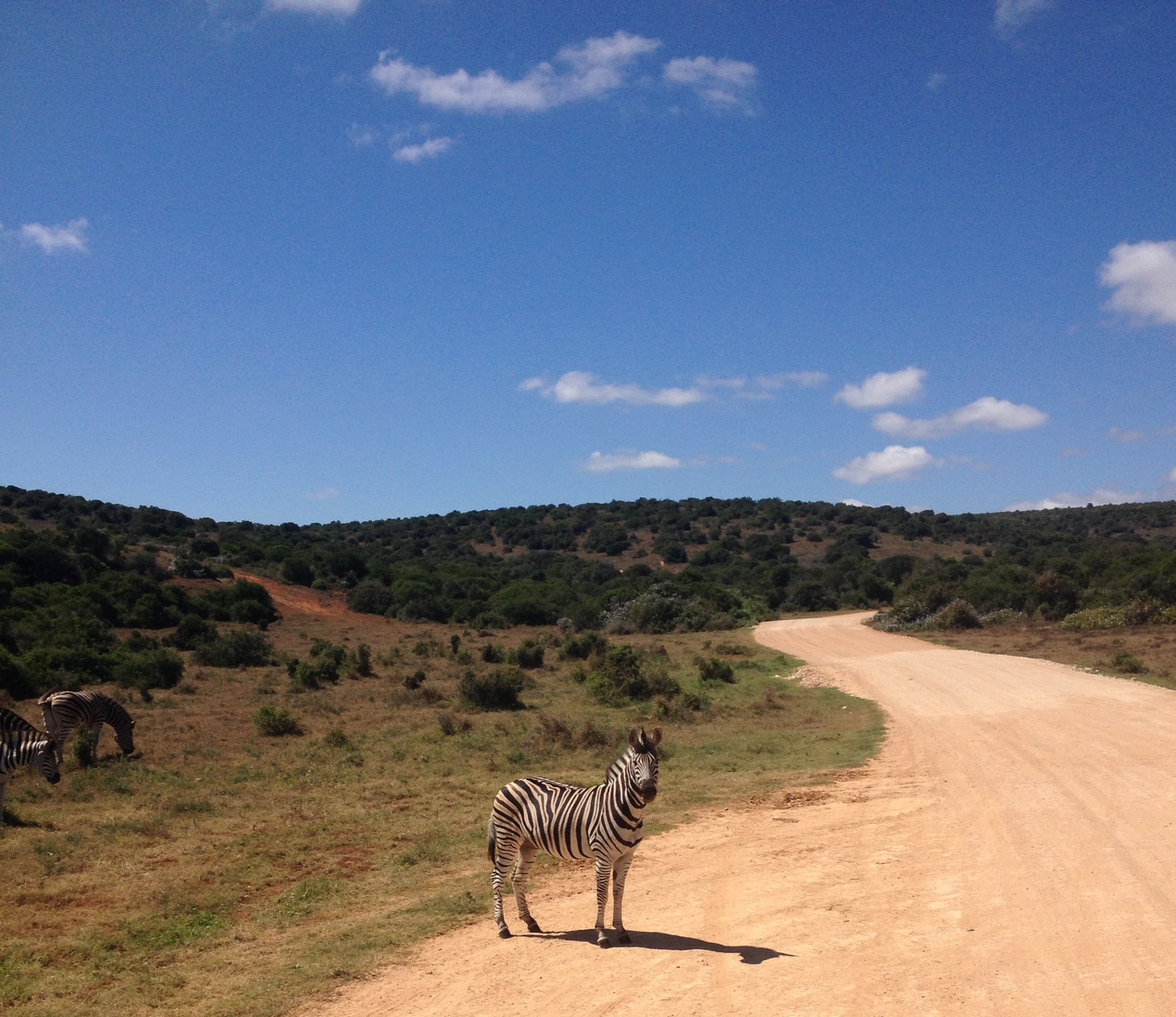 A black and white roadblock in Addo Elephant Park