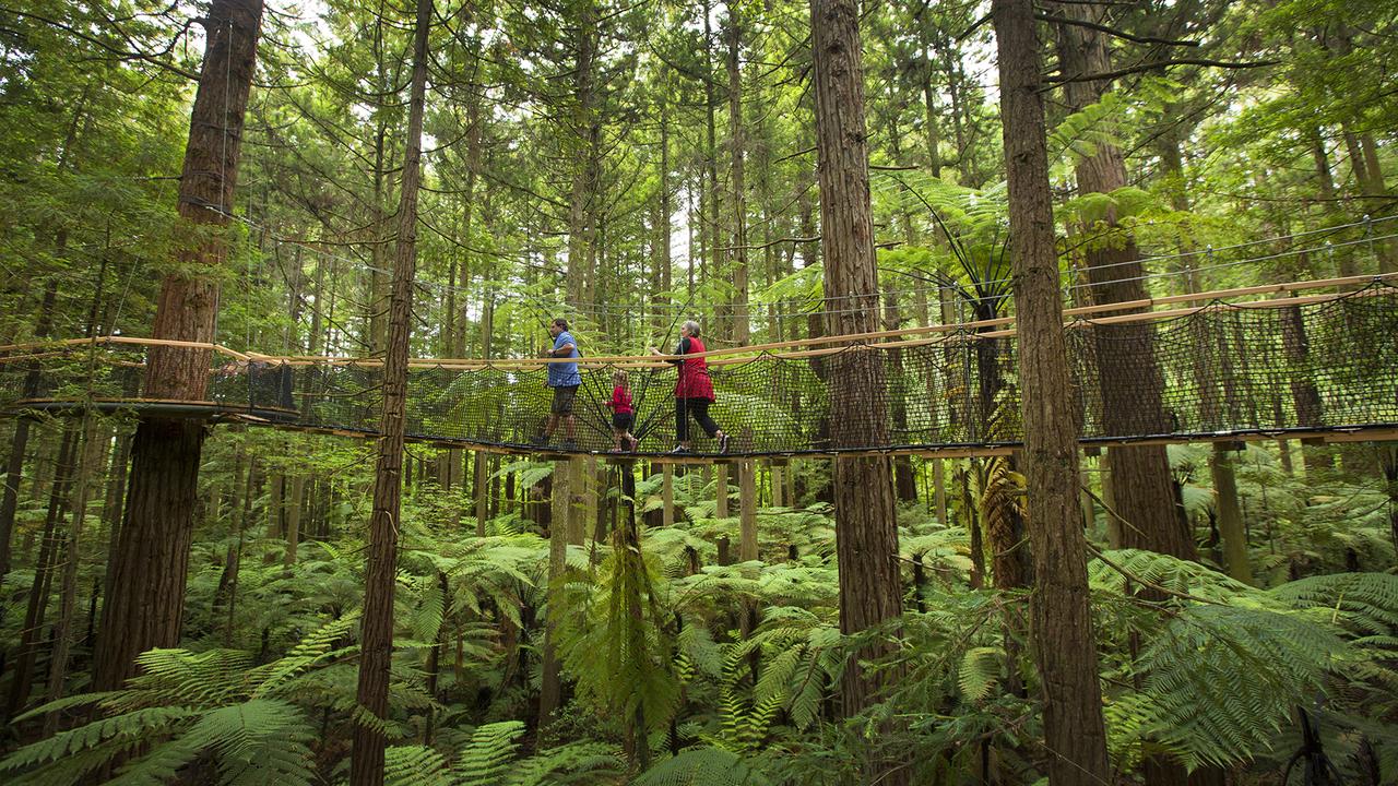 Redwoods-Treewalk-Rotorua-Tourism-Media