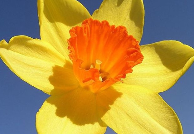 The Daffodil