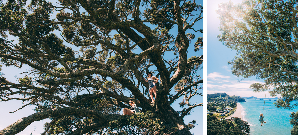 Hahei Rope Swing